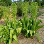 Eucomis pallidiflora Habit