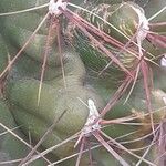 Ferocactus hamatacanthus 樹皮