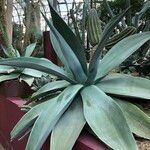 Agave guiengola Habitat