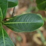 Psychotria kaduana Лист