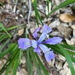 Iris douglasiana Flor