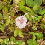 Trifolium glomeratum Fruto