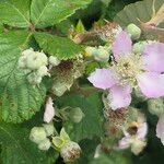 Rubus ulmifolius পাতা