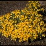 Zinnia grandiflora Habitat