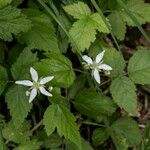 Rubus ursinus 葉