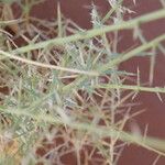 Cladoraphis spinosa Yaprak