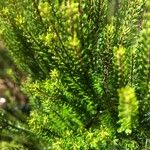 Erica azorica Fuelha