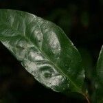Hymenopus latistipulus Leaf