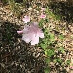 Malva hispanica Blomma