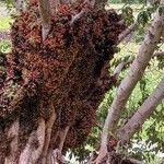 Ficus racemosa Fruit