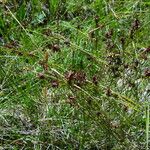 Carex davalliana Folha
