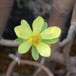 Euphorbia balsamifera 花