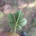 Potentilla verna Leaf