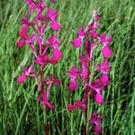 Anacamptis laxiflora Otro
