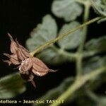 Thalictrum foetidum फल