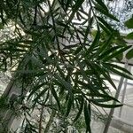 Afrocarpus gracilior Liść