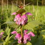 Lamium maculatum Natur