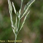 Calamagrostis varia Vrucht