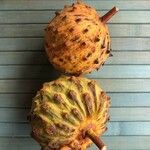 Annona mucosa Ovoce