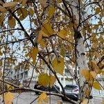 Betula pubescens Leaf