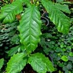 Coffea arabica পাতা