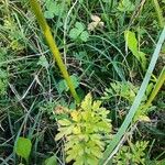 Selinum carvifolium Leaf