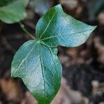 Hedera hibernica Blad