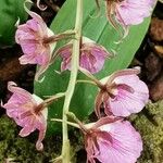 Eulophia guineensis Květ