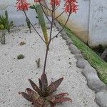 Aloe grandidentata Květ
