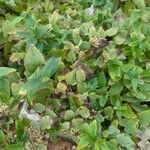 Pycnanthemum albescens Hoja