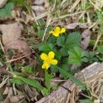 Potentilla canadensis Blomst