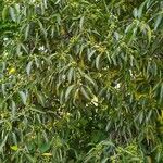 Ficus cotinifolia Yaprak