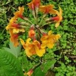 Primula bulleyana Blodyn