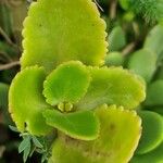 Kalanchoe densiflora Liść