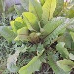 Taraxacum pyropappum Leaf