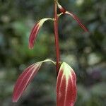 Cinnamomum verum Casca