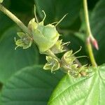 Corylopsis spicata Плод