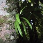 Bulbophyllum betchei 果實