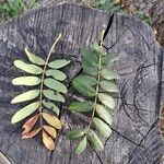 Sorbus domestica Leaf