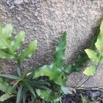 Phymatosorus scolopendria Plante entière