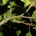 Miconia trinervia Fruit