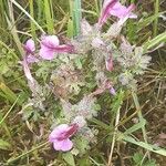 Pedicularis palustris花