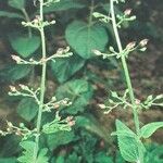 Scrophularia smithii