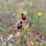 Ophrys passionis 花