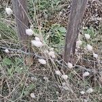 Lagurus ovatus Fleur