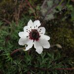 Potentilla coriandrifolia Habitus