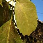 Tabebuia roseoalba Blatt