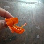 Butea monosperma Floare