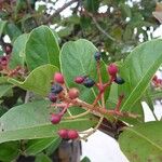 Viburnum odoratissimum Plod