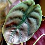 Alocasia cuprea List